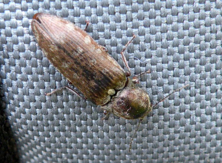 Elateridae dalla Val di Genova: Actenicerus siaelandicus